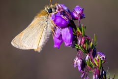 Small Skipper