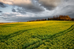 Suffolk Rapeseed Field final