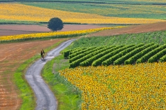 Sunflower Road