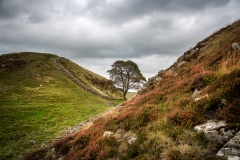 Sycamore Gap