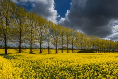 Trees in Rape field