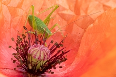 Cricket-on-poppy