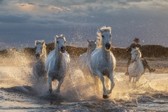 Camargue-white-horses