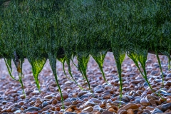 Sea-weed